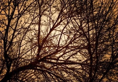 Exploring the fractals of a bare tree in winter